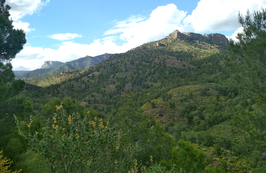 Se invertirán más de 9.000 euros en proteger los árboles monumentales de Sierra Espuña